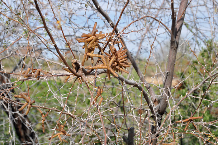 Screw Bean Mesquite has dramatic fruit which is a tightly coiled legume pod; the seeds are transported by water and foraging animals. Note the numerous spines that are smaller than those found on Prosopis gladulosa. Prosopis pubescens